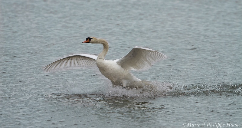 Cygne tubercule 7261_wm.jpg - Cygnes tuberculés, Cygnus olor, Mute Swan (Suède, juin 2011)